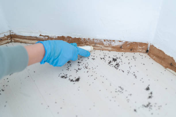 Best Spider Control Near Me  in Raleigh, NC